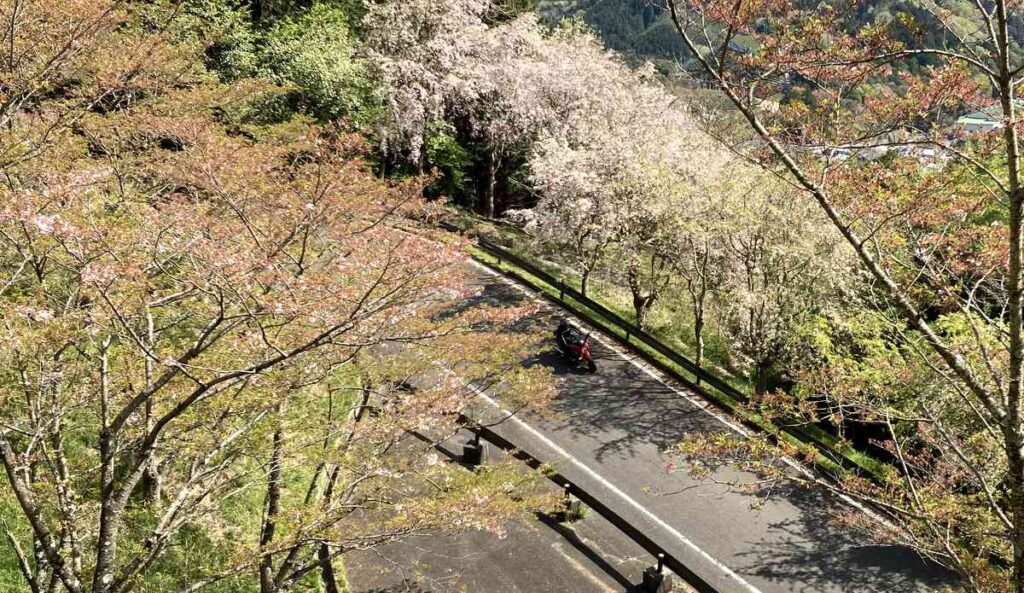ロードバイクと京都は和束町の茶畑
